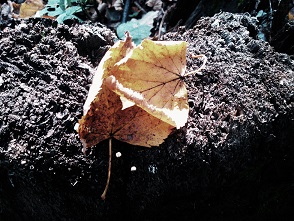 Сквозь непогоду