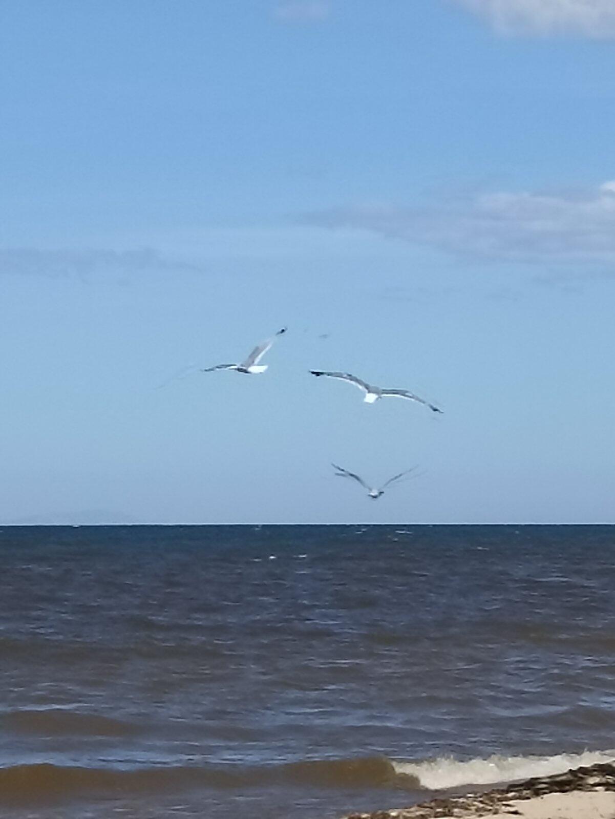 Чайка над облаками внизу много чаек обложка тетради. Чайка летящая над морем фото. Чайка летящая над морем фото. Квадратные волны на байкале. Кружатся чайки текст.