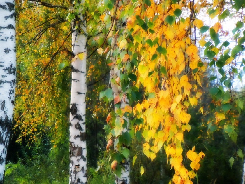 https://stihi.ru/pics/2023/08/31/5097.jpg