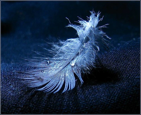 Сны разноцветные