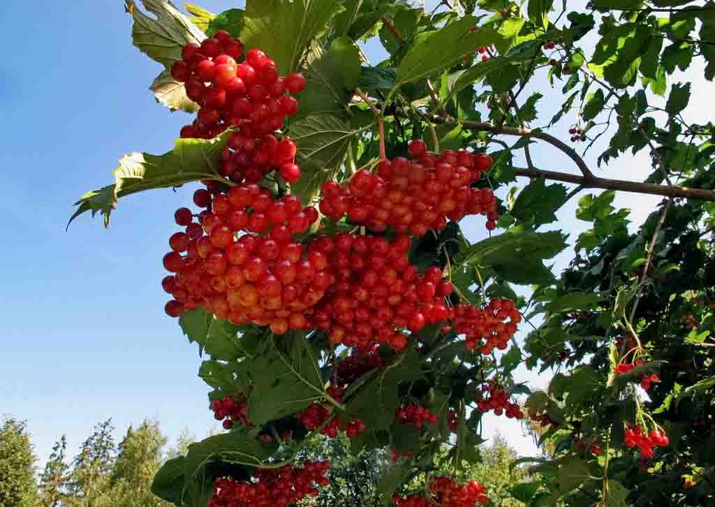 При долин1 кущ калини