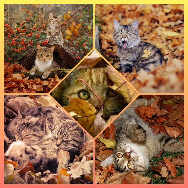 Листья-котята