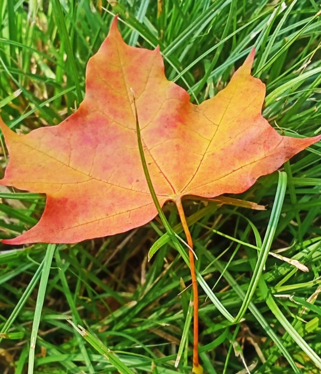 Корабль Осени