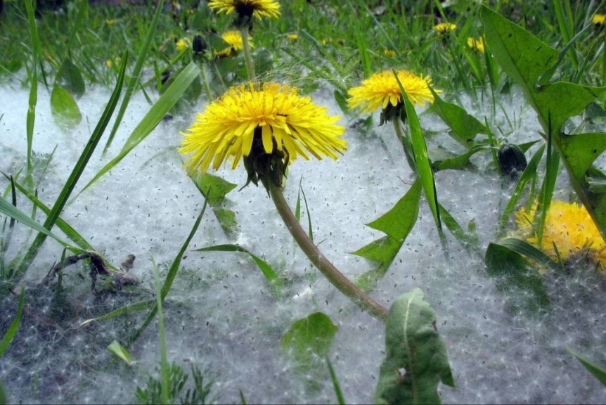 Тополиный пух (Андрей Семенов 13) / Стихи.ру