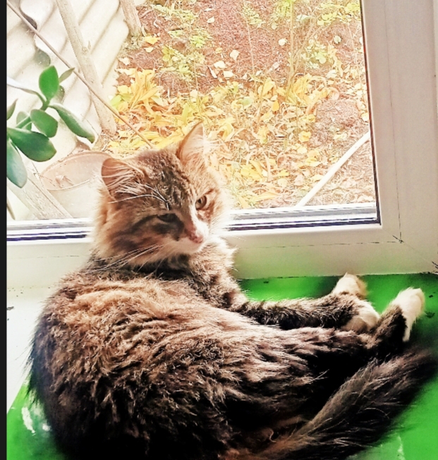 Осень, трёхцветным котёнком