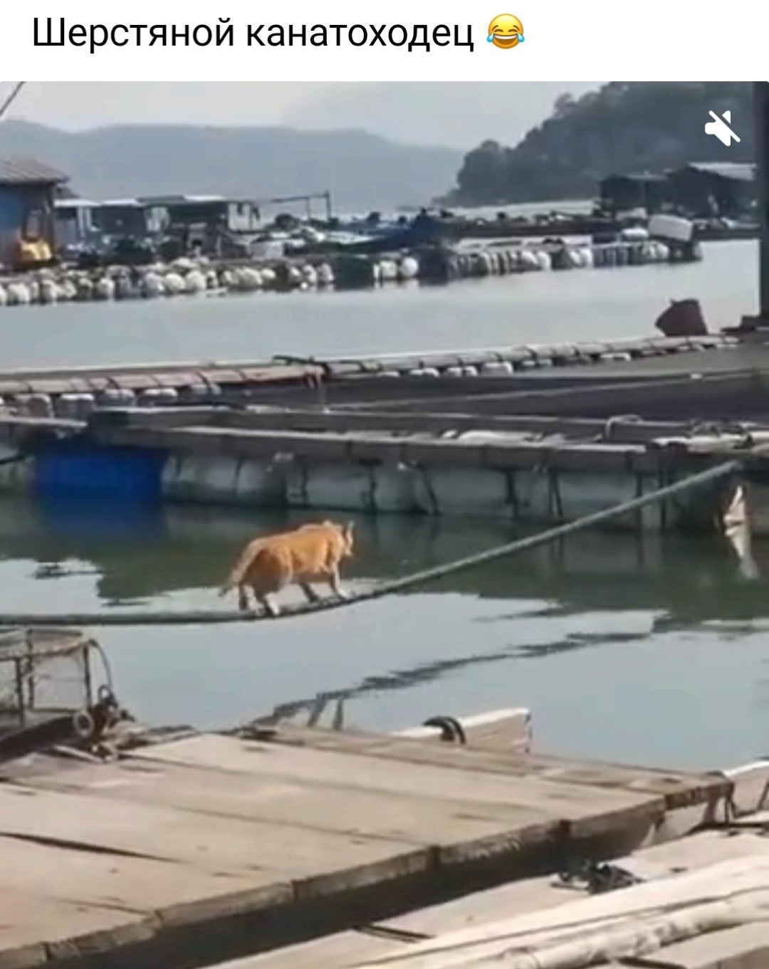 Канатоходец