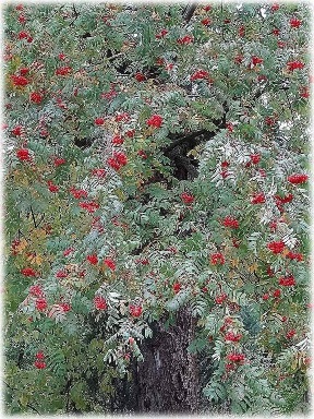 Королева Рябина-Осень...