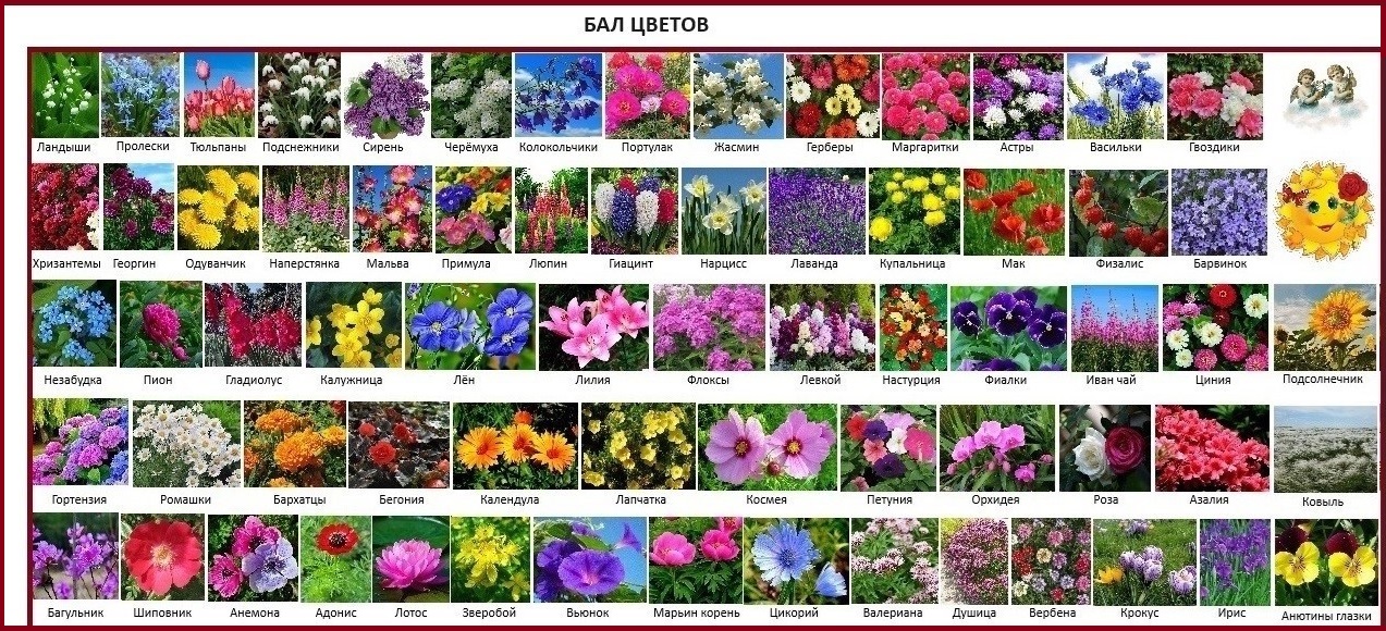Бал цветов