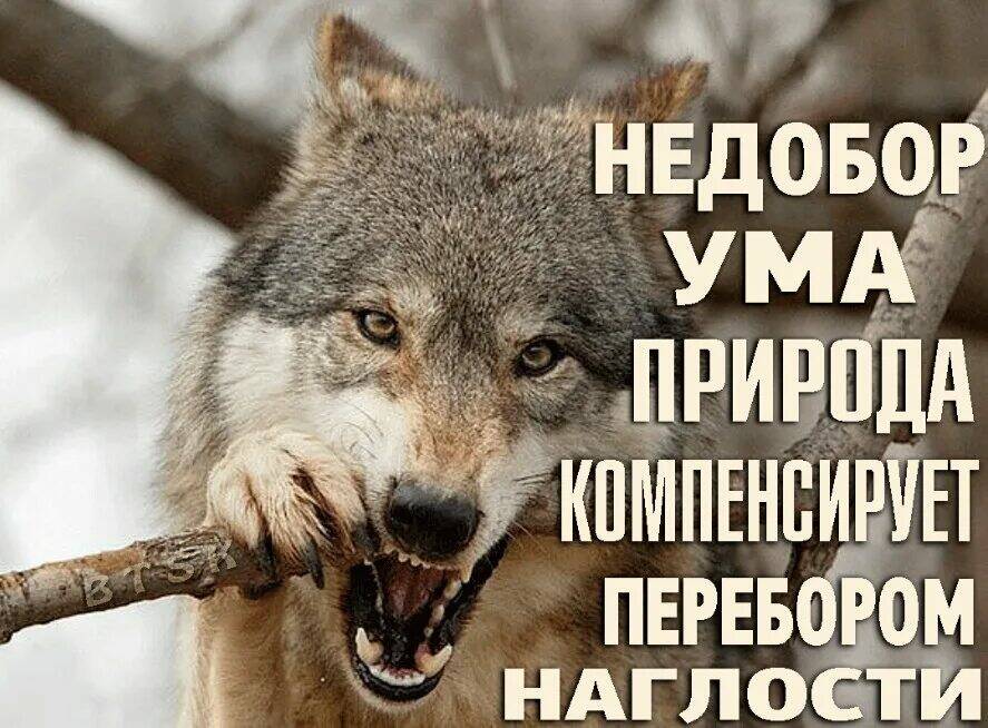 Наглость Второе Счастье Картинки