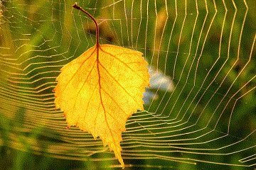 Где ты, где ты Бабье лето