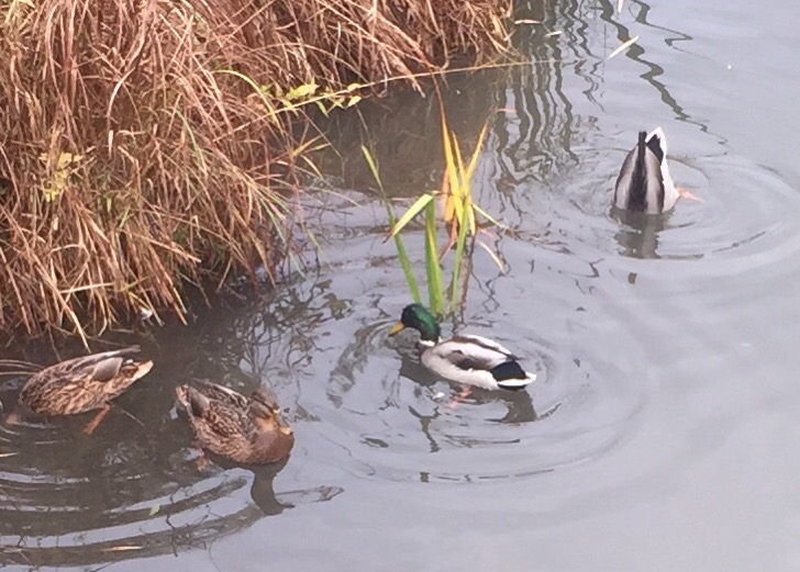 Мысли, воплощенные бессонницей...
