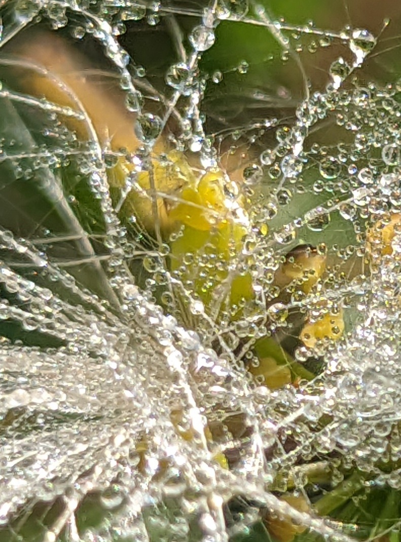 Расцветающие воспоминания