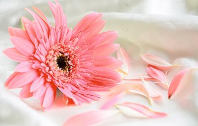 Лепестки жизни