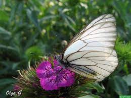 урожай на балконе