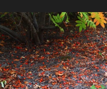 Кровавое пиршество