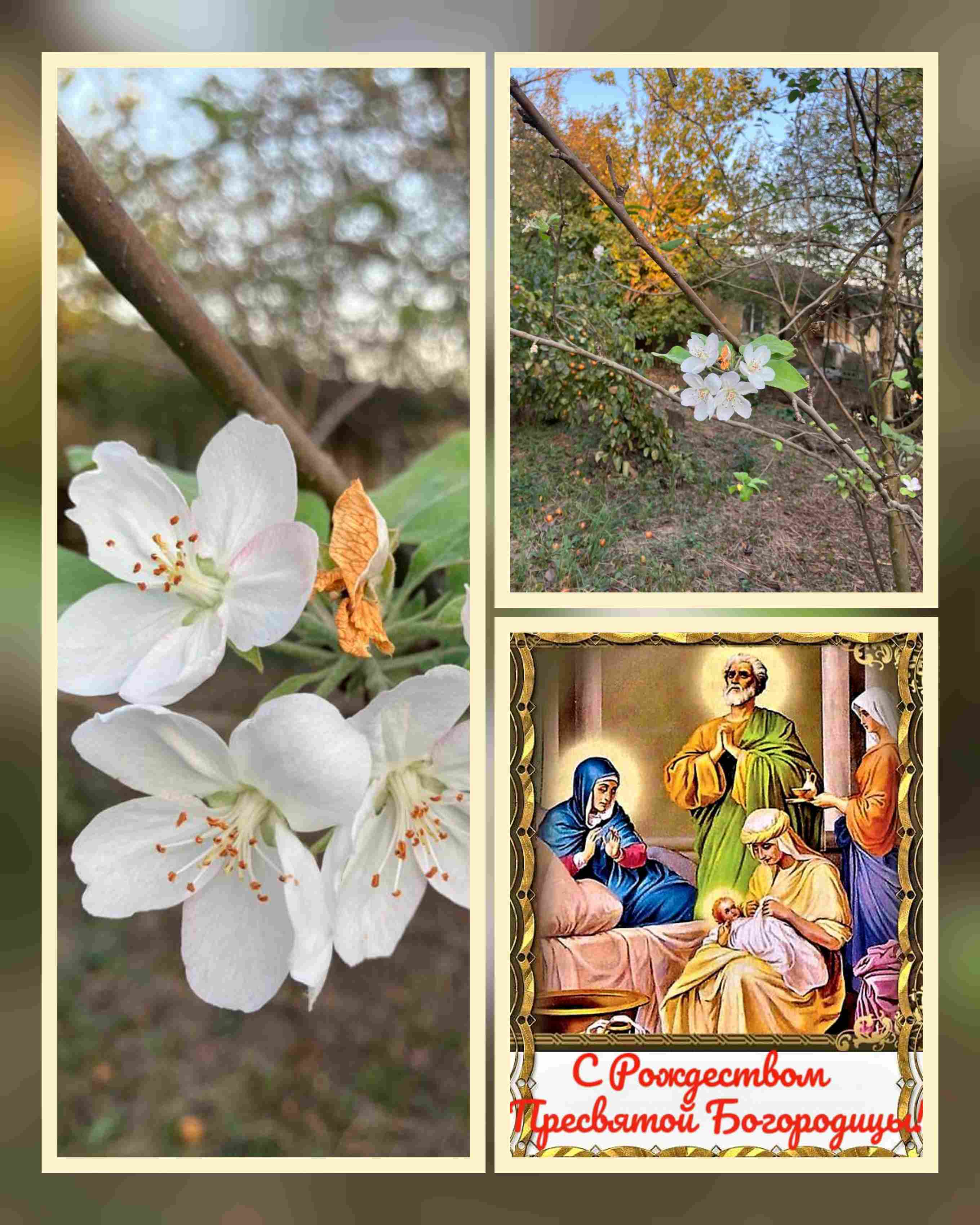 Яблонь цвет в сентябре!