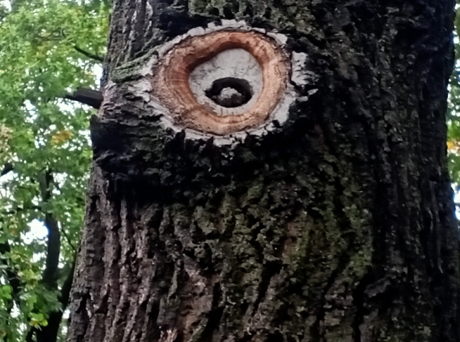 Гуляют по лесу страшилки