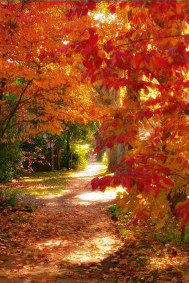 Золотая осень