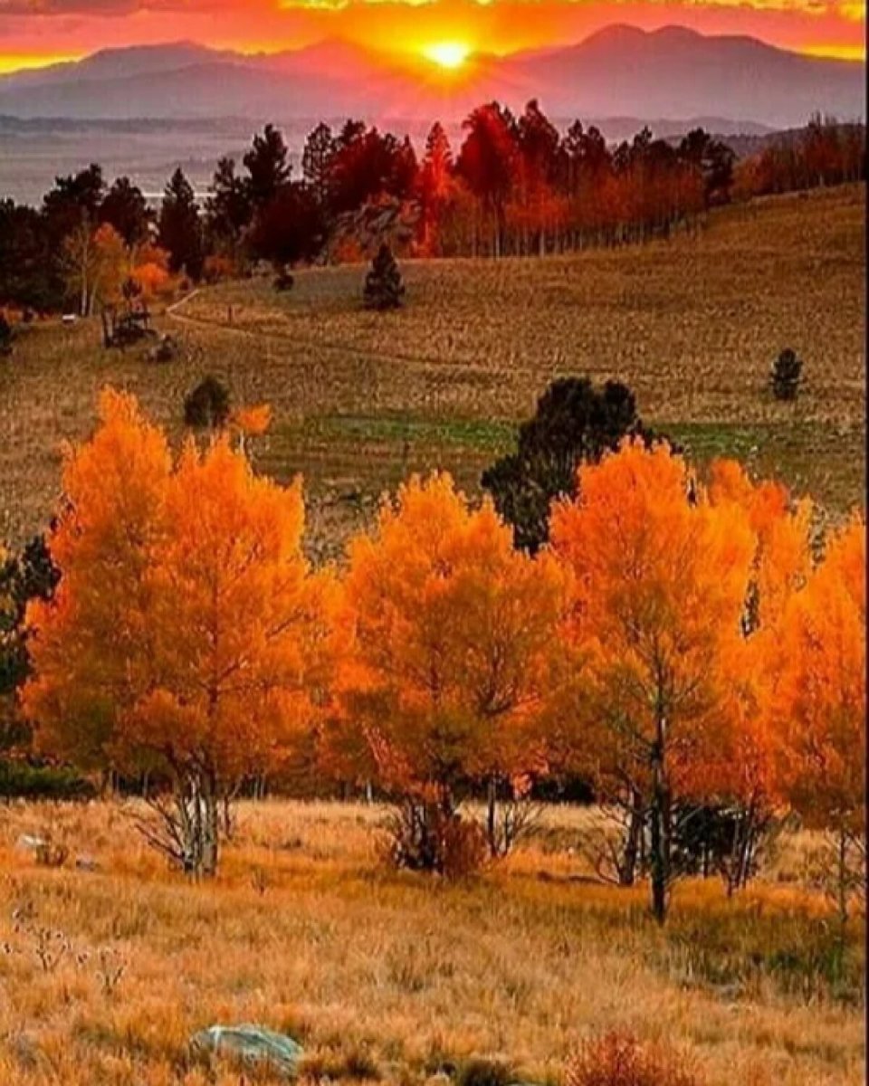 Осенний Лес Фото Красивые Картинки