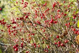 Сентябрьская рапсодия