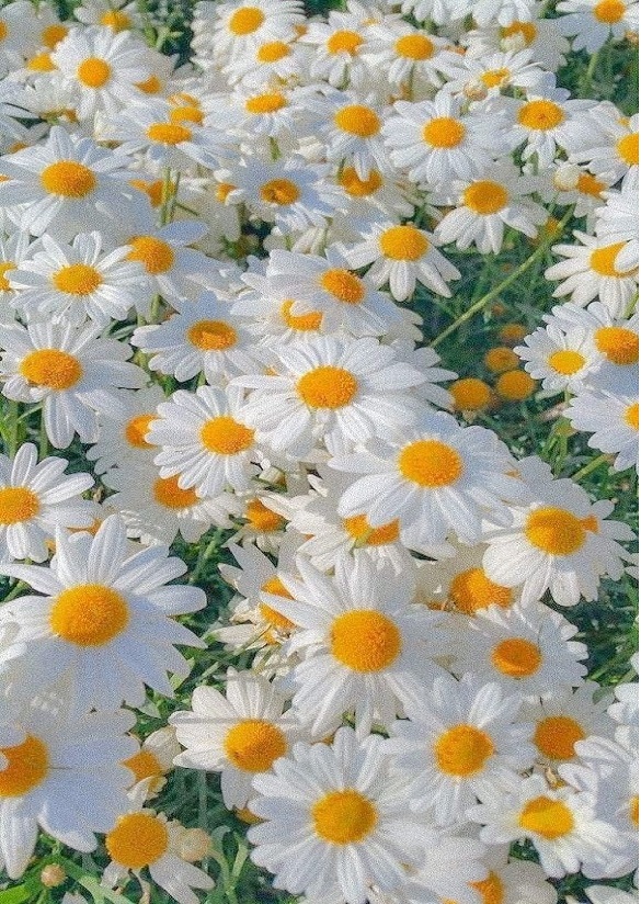 А я ромашки не люблю