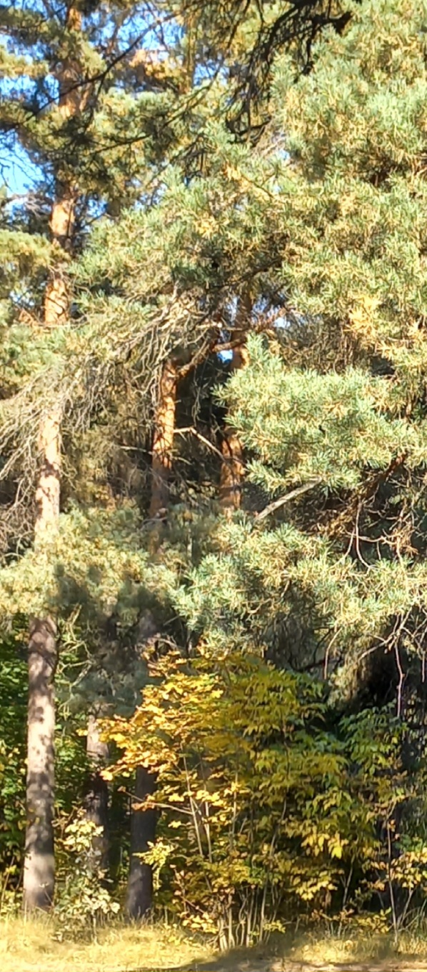 Наступила осень