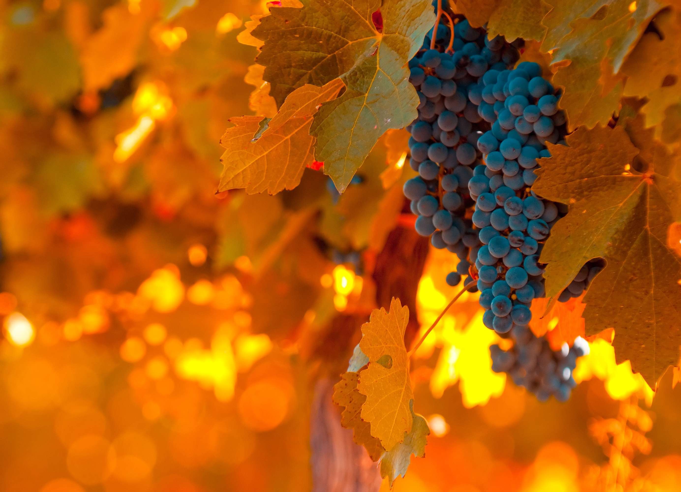 Картинки осень виноград. Осенний виноград. Осенние обои. Виноградники осенью. Осенние обои на рабочий стол.