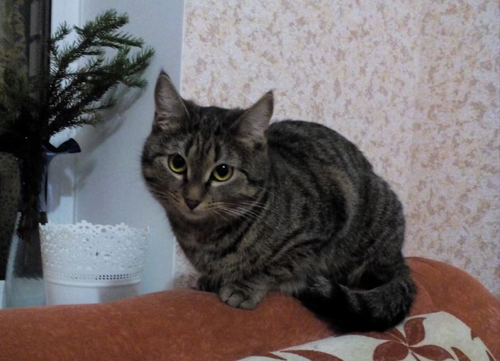 Полосатик