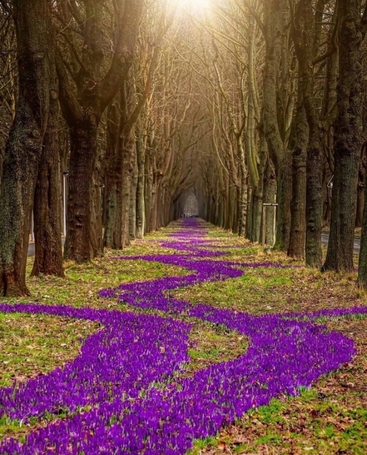 Дерева Життя