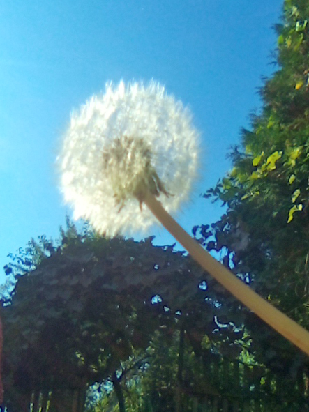 День Веры, Надежды, Любови