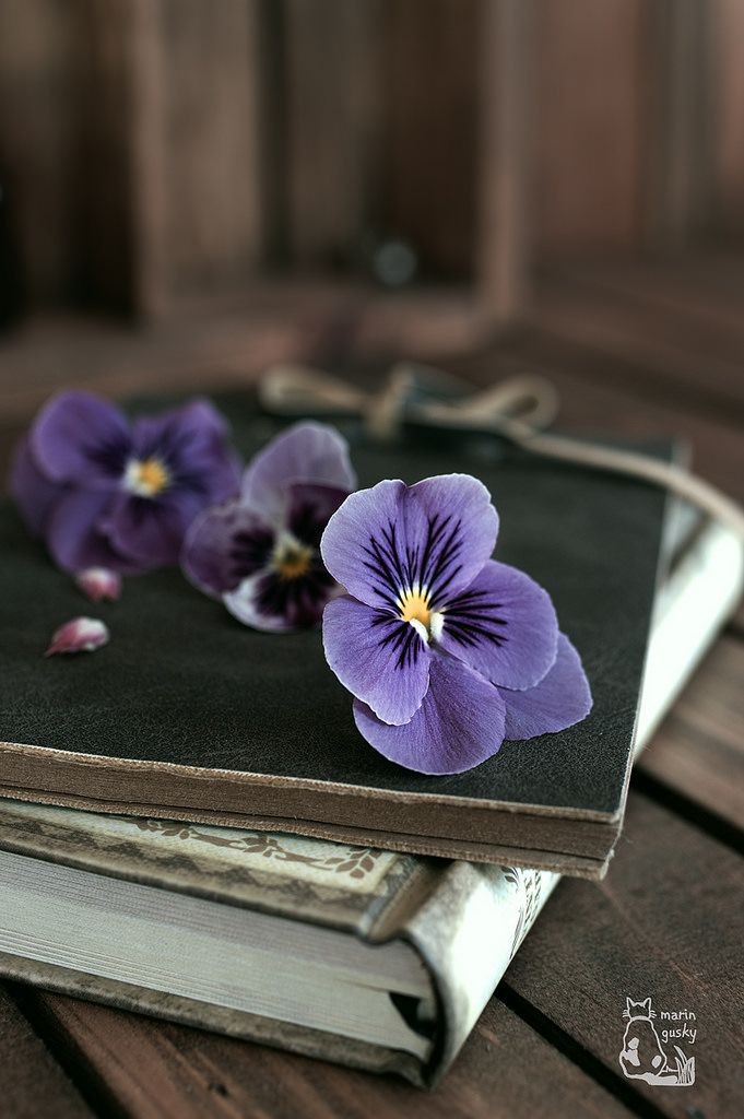 читай, читай...