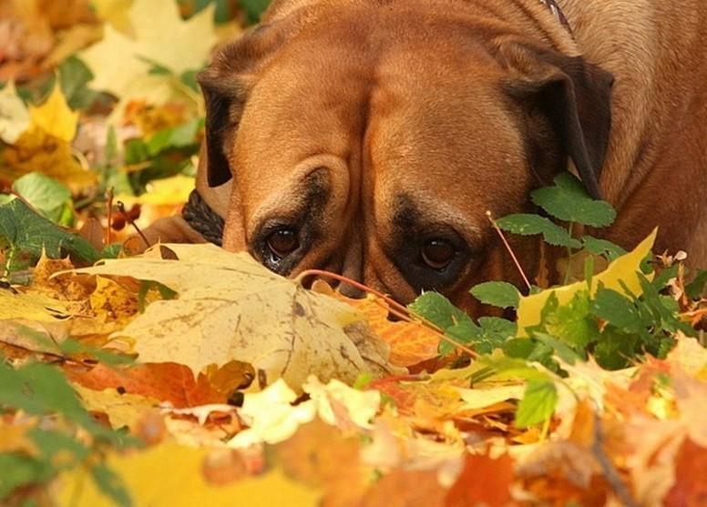 Почему печальна осень