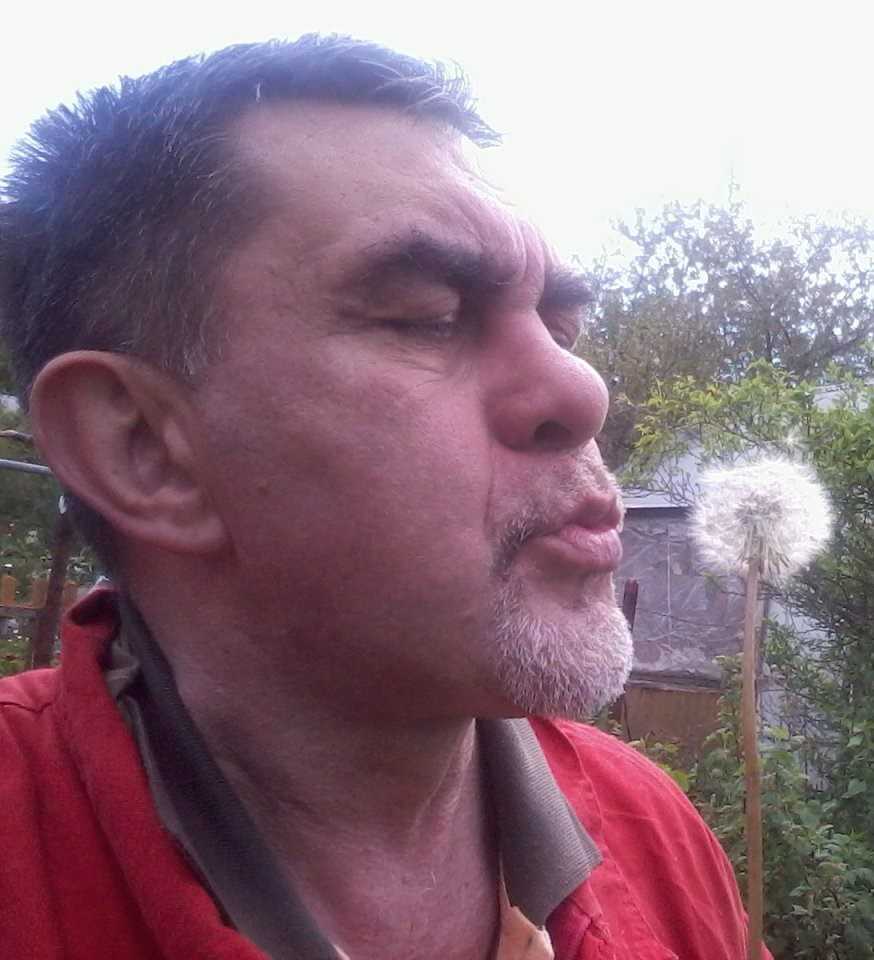 Ты знаешь, как ночует и зимует одуванчик?