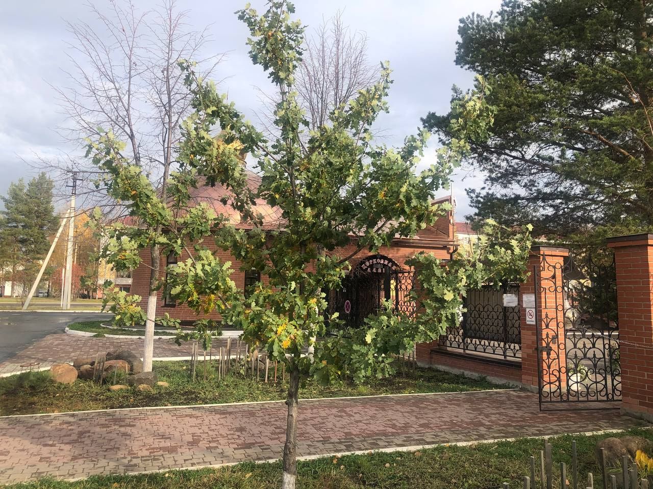 Quercus robur Урайский