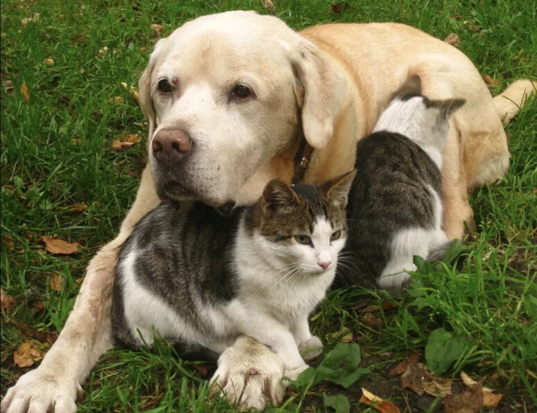 Как подружить кошку и щенка. Как подружить кошку и щенка. Как подружить кошку с собакой. Как подружить кошку с собакой. Кошка и собака в квартире.