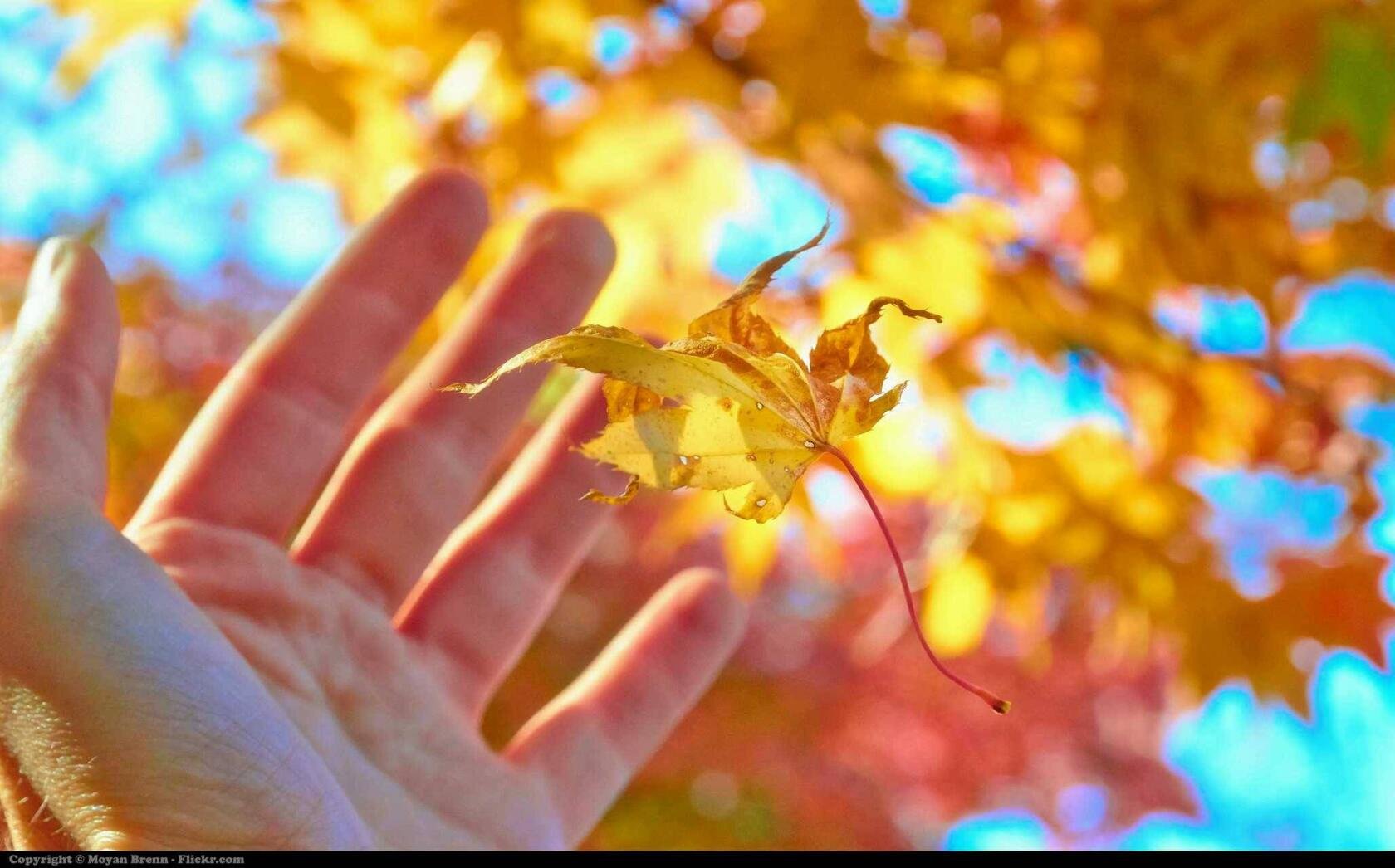 Осень позитивные картинки. Осенний лист на ладони. Осенние листья в руках. Желтые листья на ладонях. Желтый лист в руке.