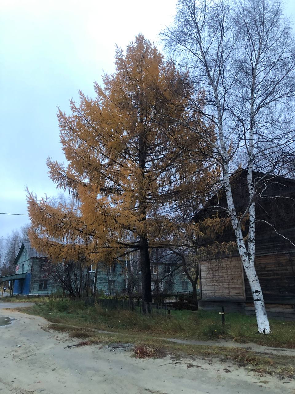 Урайская Лиственница