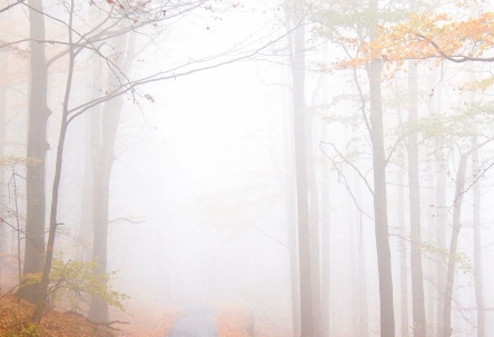 Оттенки осени