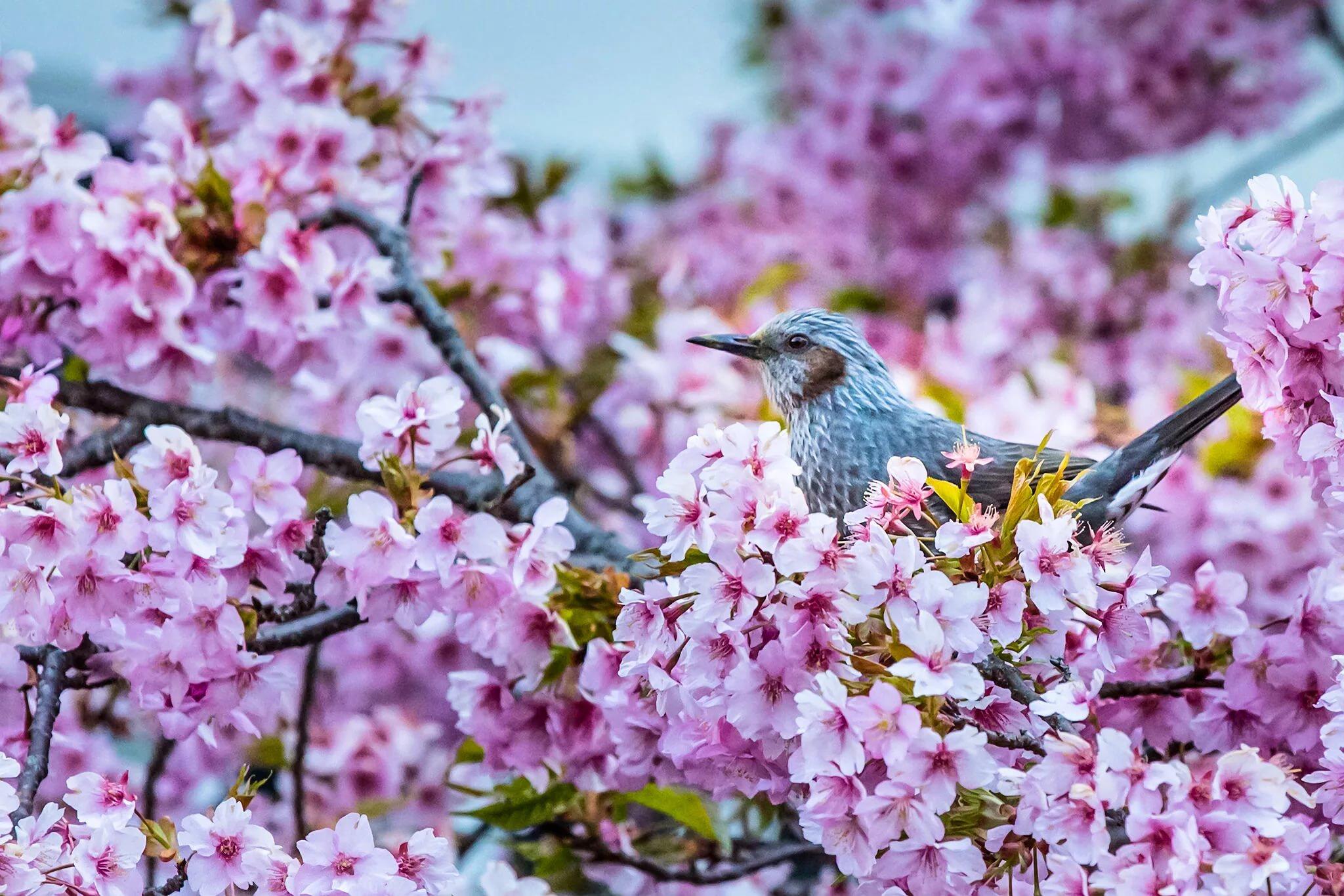 Фото весны красивые на заставку на телефон. Весенние птички. Весенняя природа.
