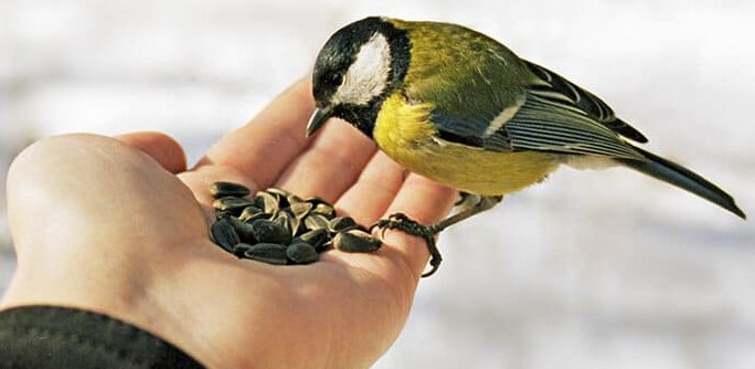 Кормушка для друзей