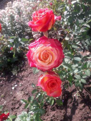 Рубаи октябрь осенний листопад