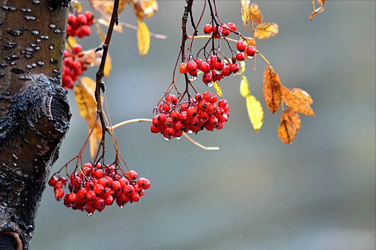 Mountain Ash Mountain ash, Autumn leaves art, Fall flowers garden