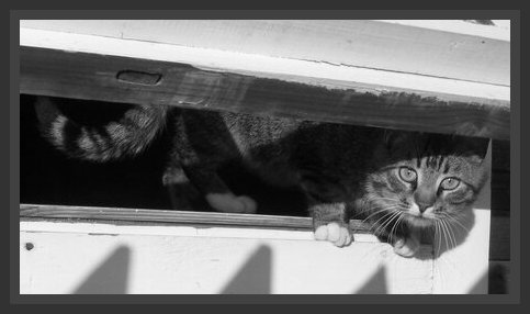 Помоечный кот