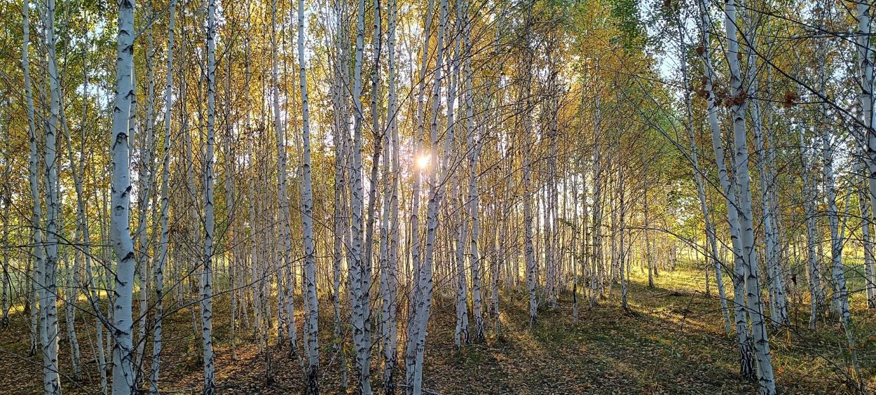 Так и уходят вдаль осенние вновь дни