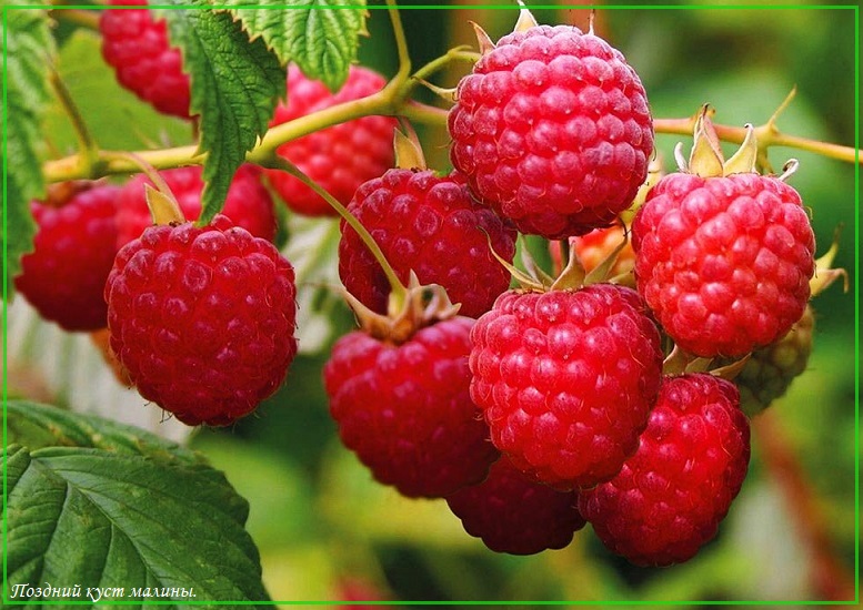 Поздний куст малины...