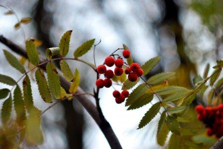 Рябины лист