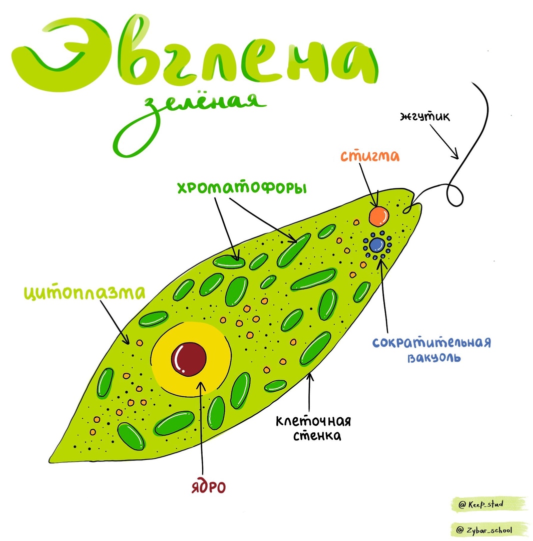 Эвглена зеленая 2019 Биология ОГЭ 13 школа ВКонтакте