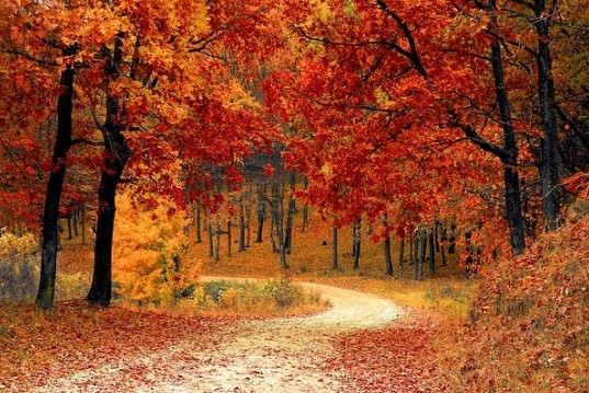 Купается осень