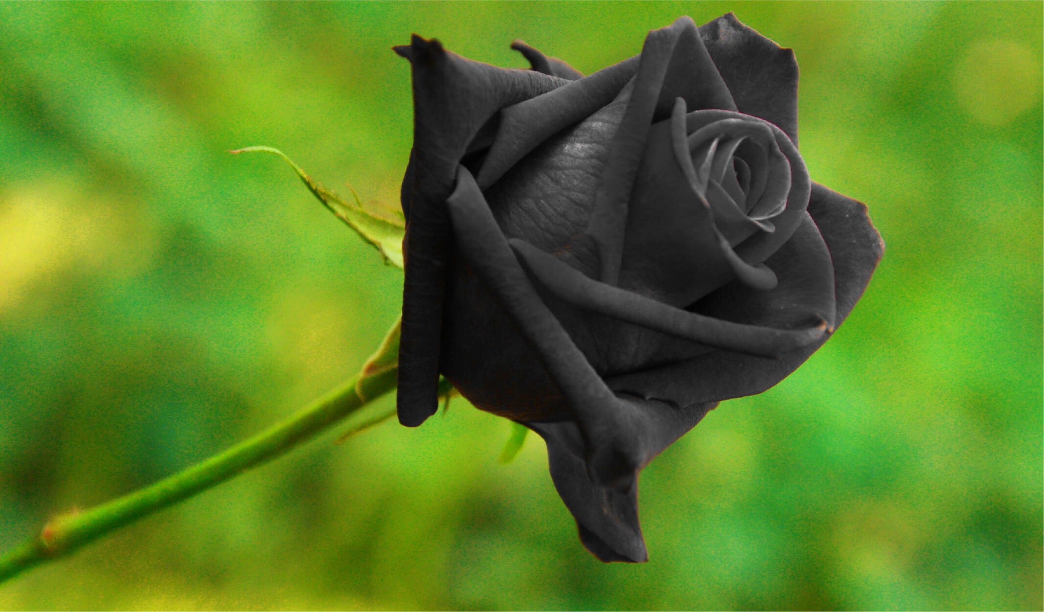 черная роза стим фото 7