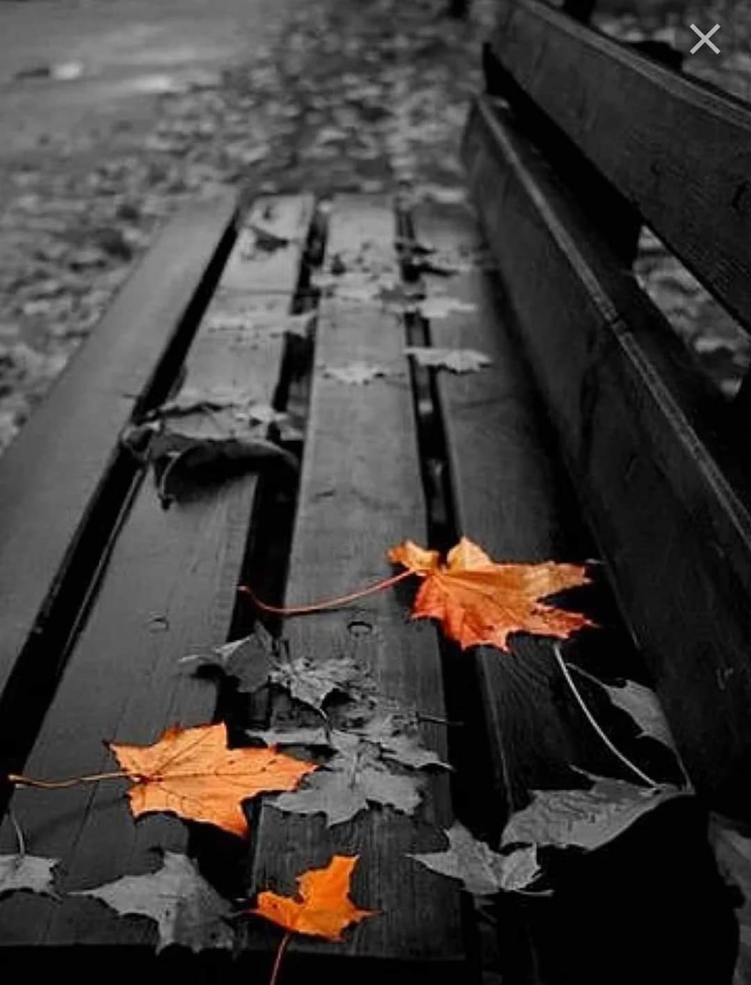 Осеннее состояние души. Серая осень. Грустная осень. Черно белая осень. Осень тоска.
